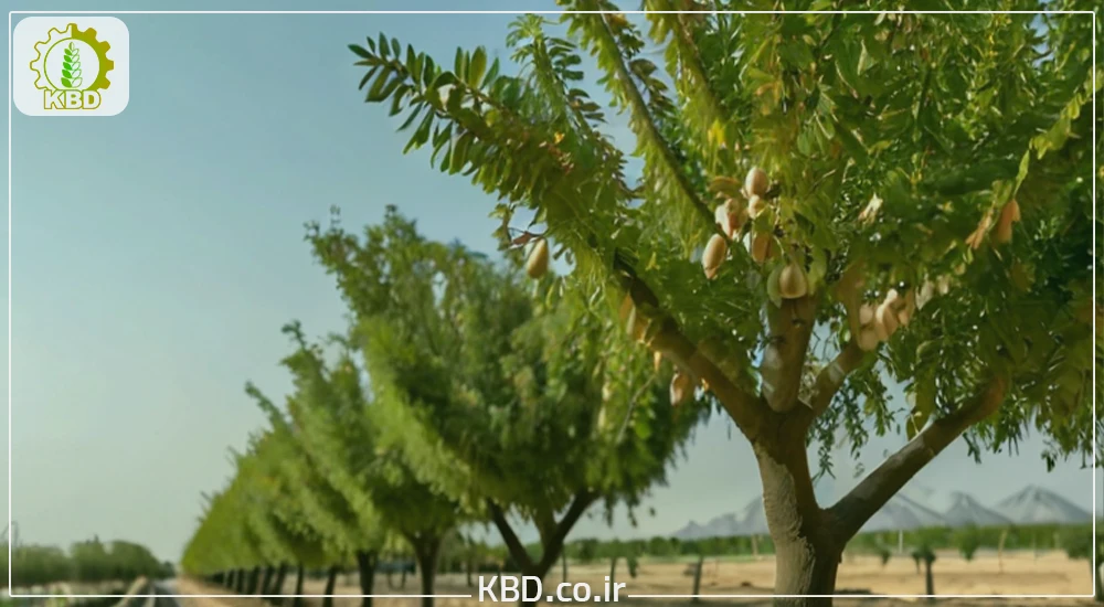 درخت پسته