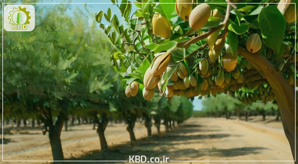 درختان پسته