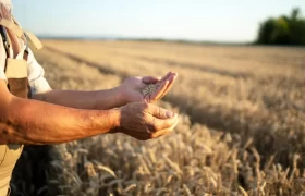 farmers-hands-wheat-crops-field